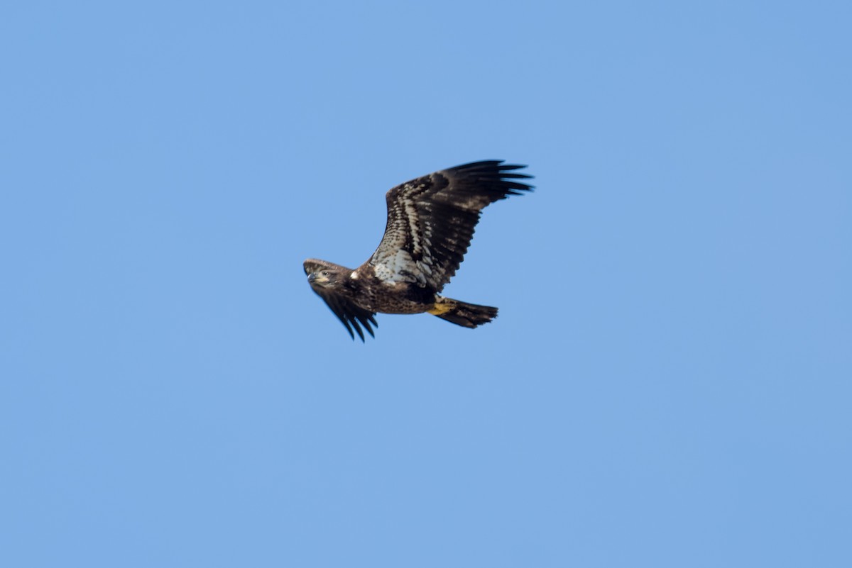 Bald Eagle - ML642864389