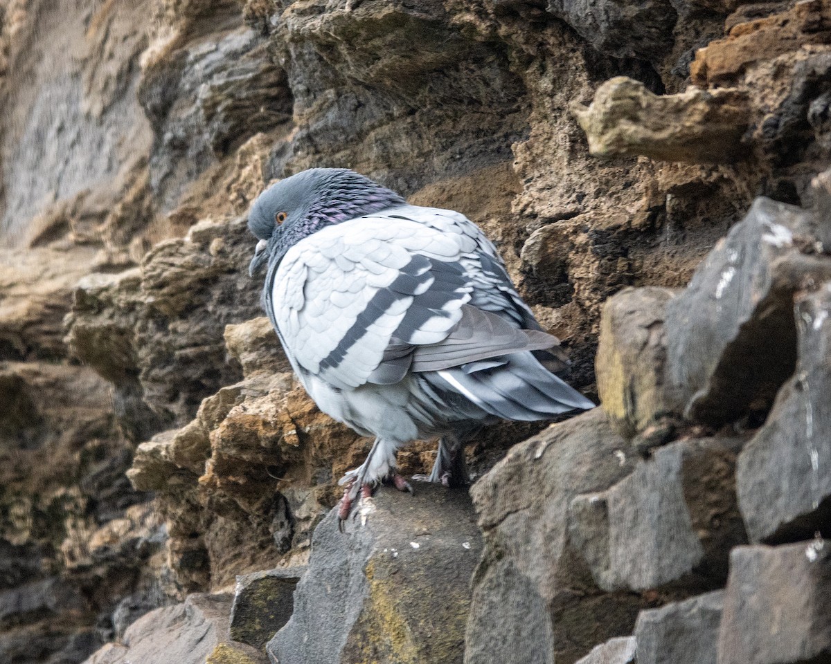 Rock Pigeon (Feral Pigeon) - ML642864405