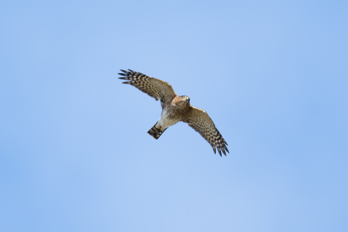 Sharp-shinned Hawk - ML642864407