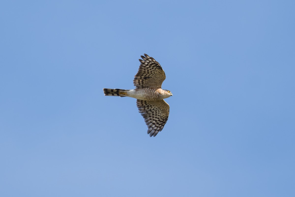 Sharp-shinned Hawk - ML642864408