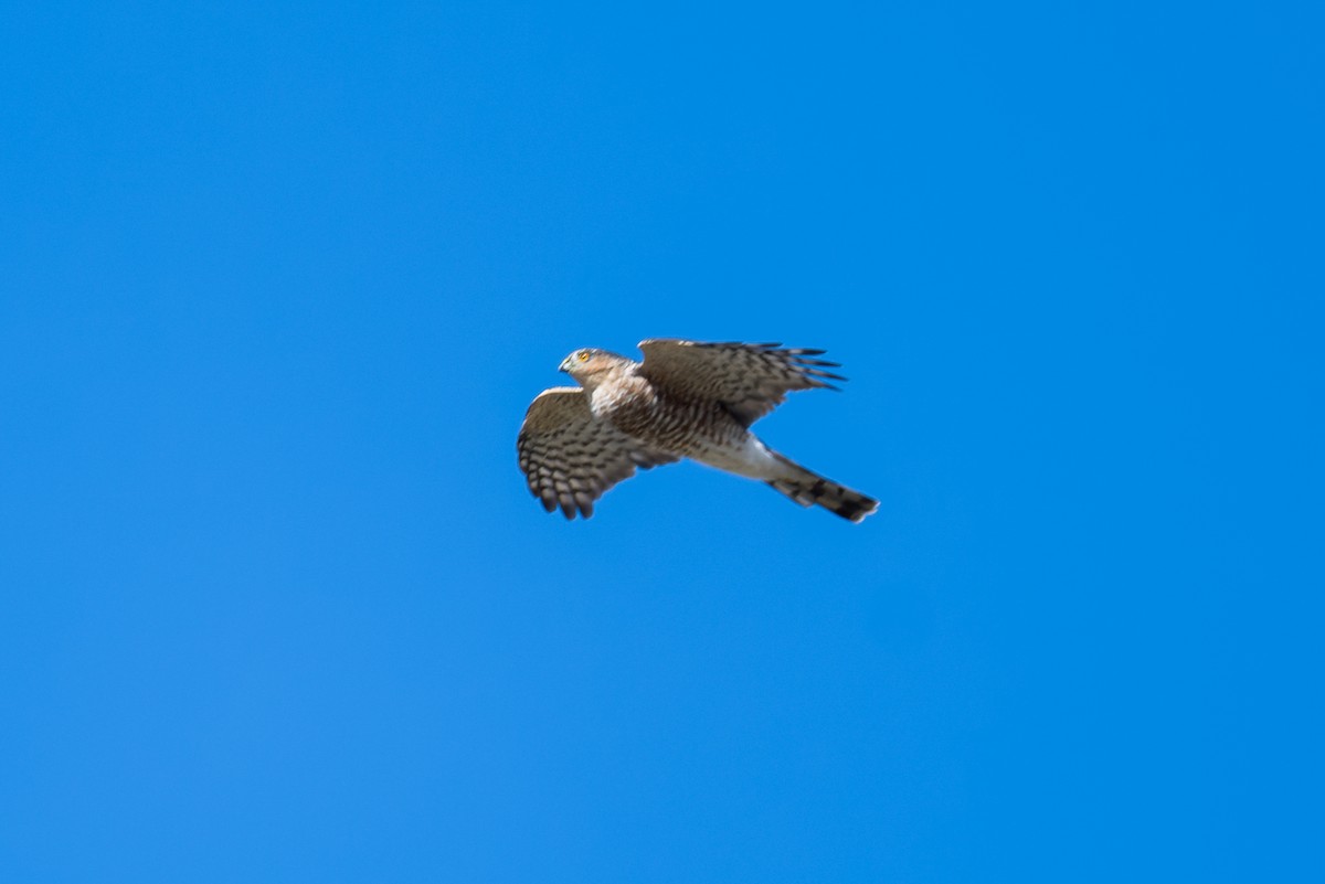 Sharp-shinned Hawk - ML642864409