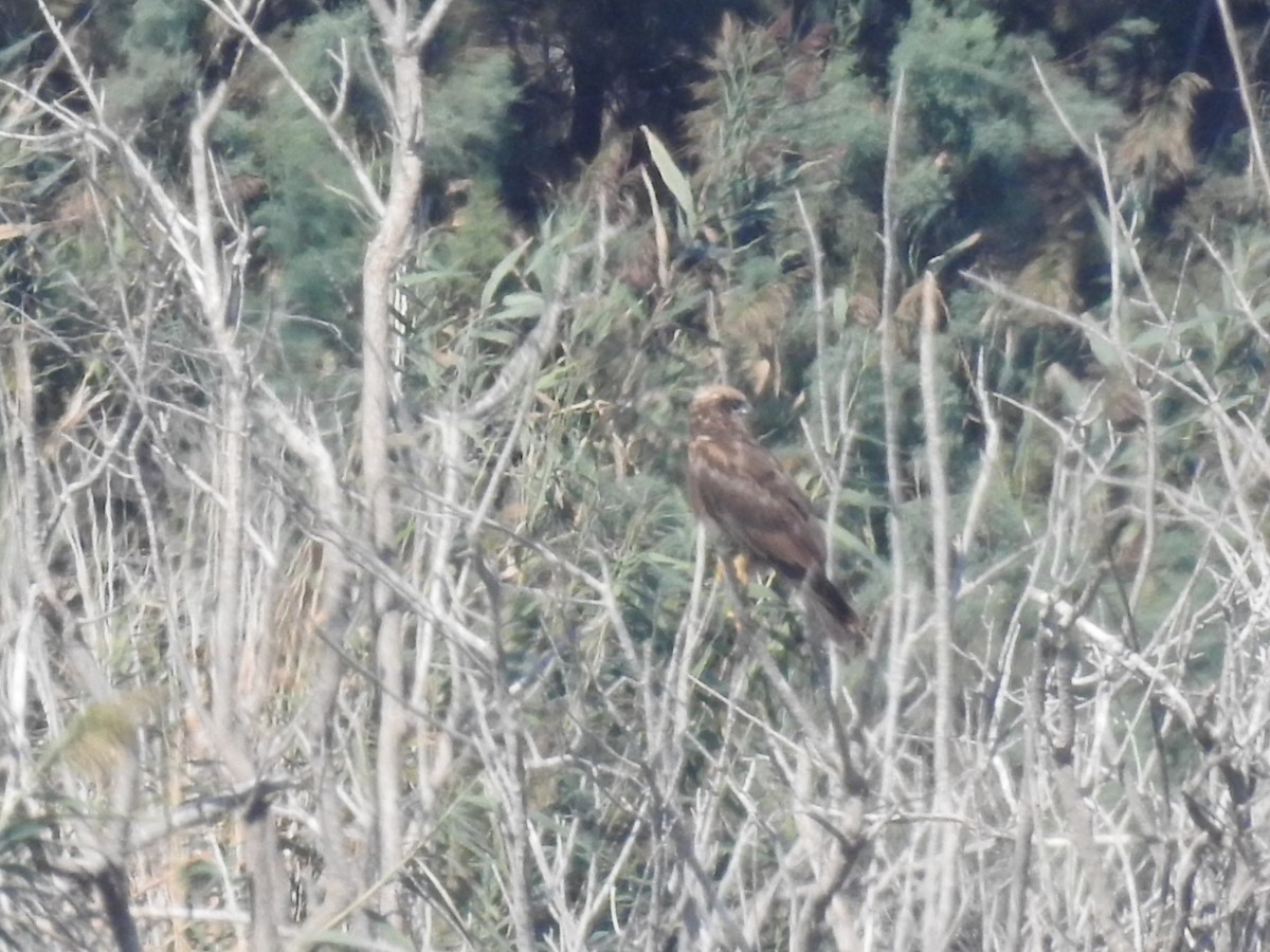 Falco di palude - ML642864419