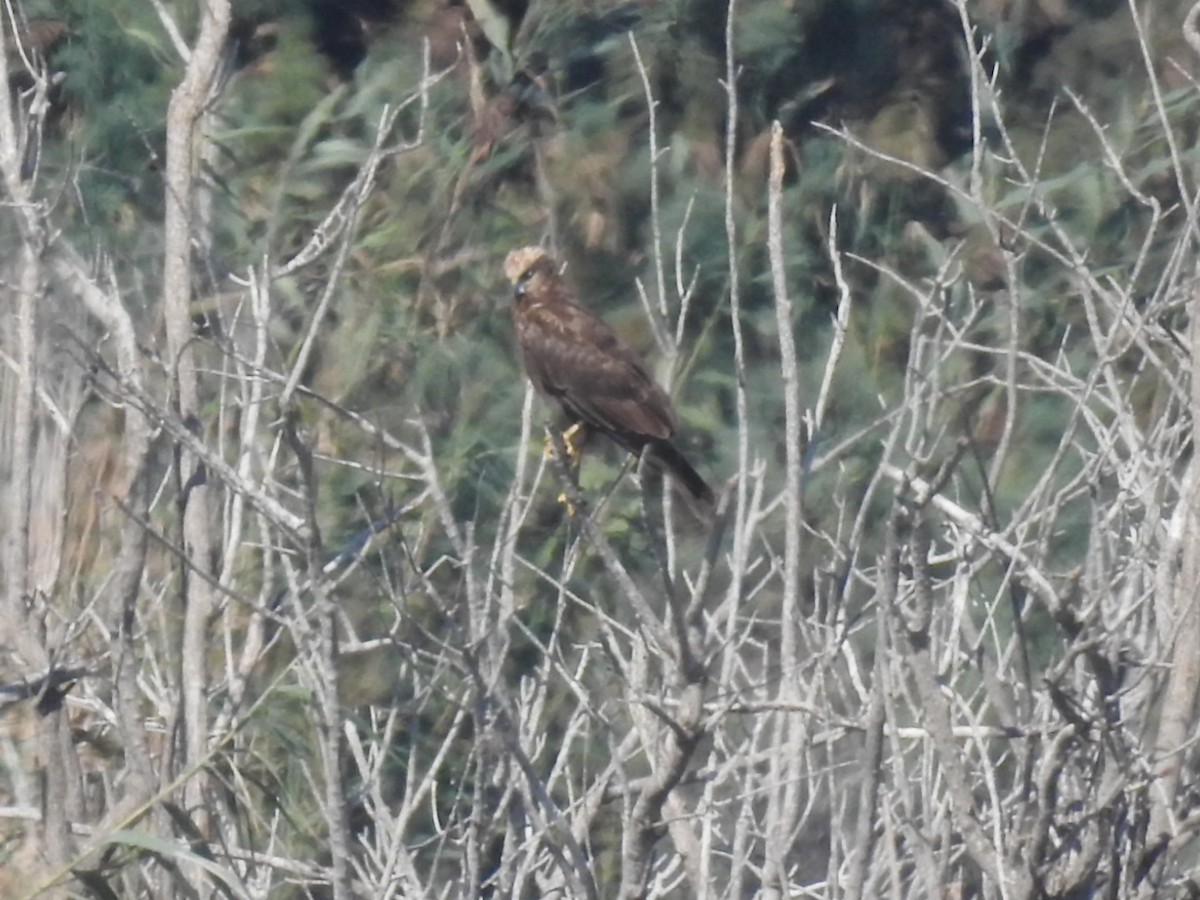 Falco di palude - ML642864420