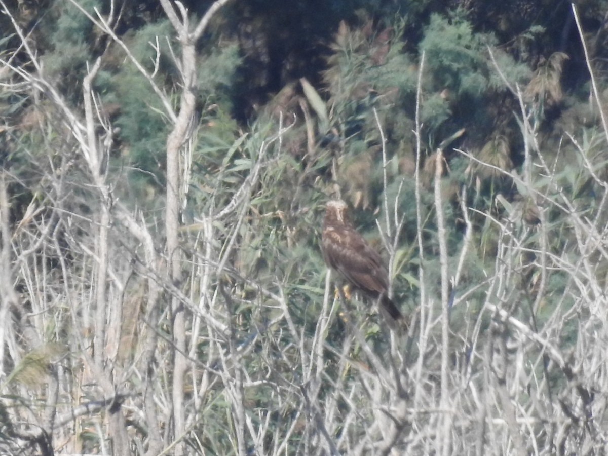 Falco di palude - ML642864421