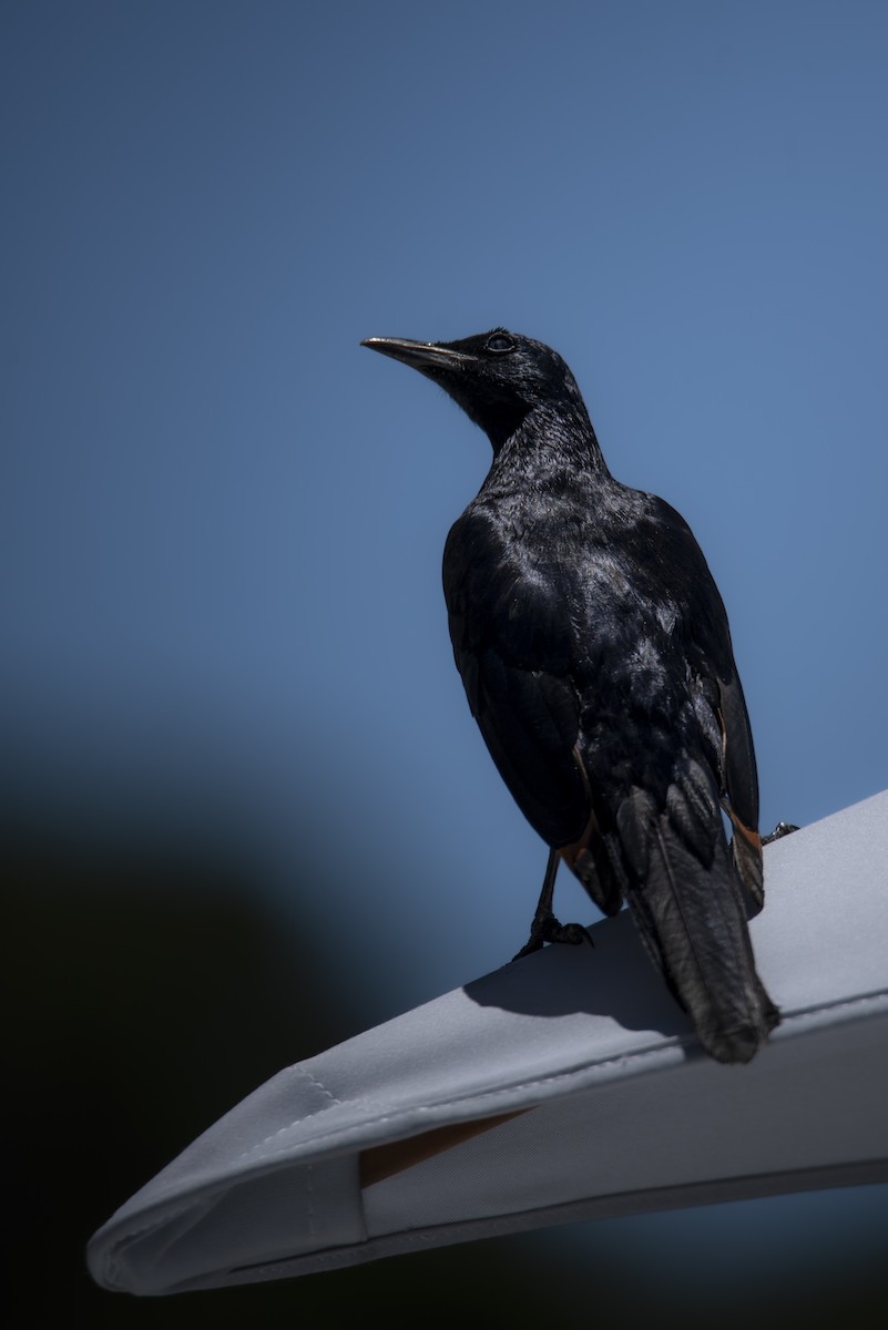 Red-winged Starling - ML642864432