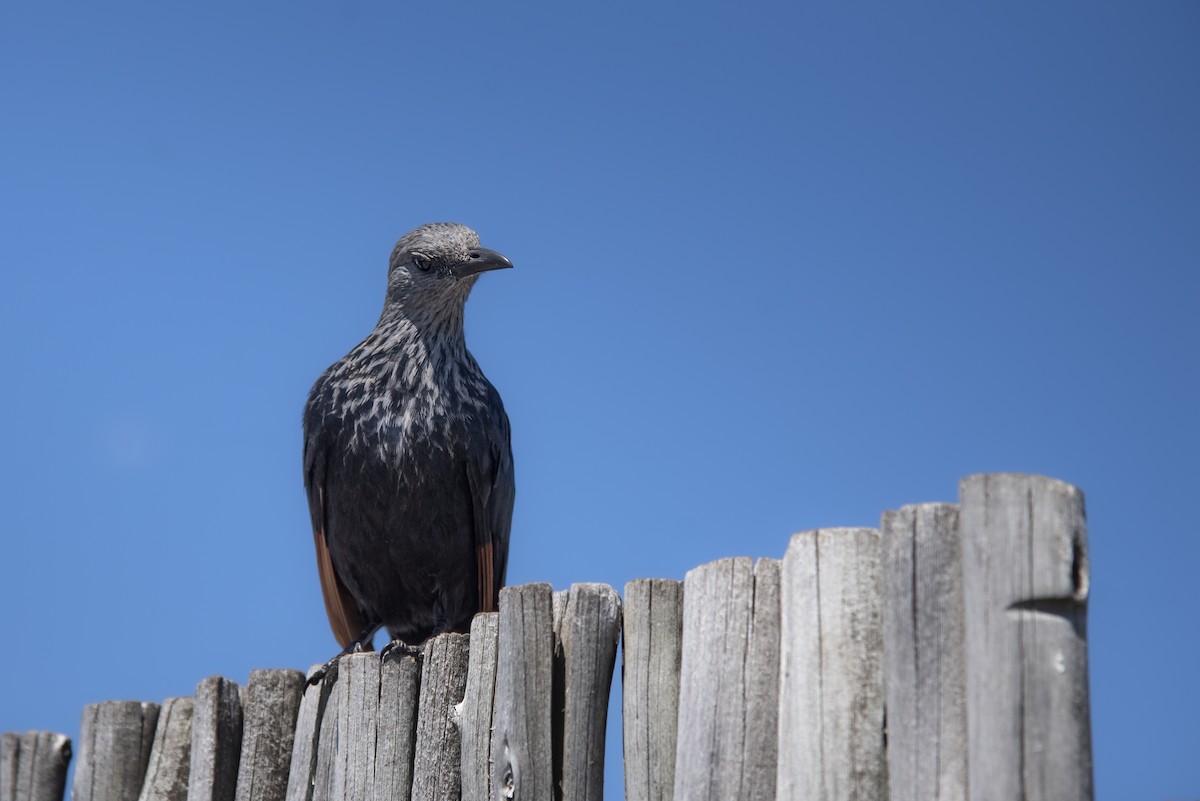 Red-winged Starling - ML642864433