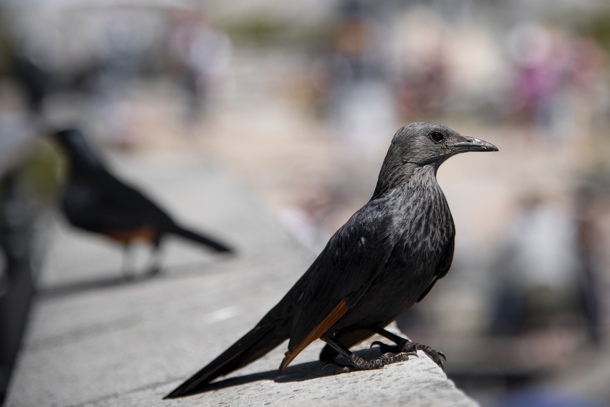 Red-winged Starling - ML642864434