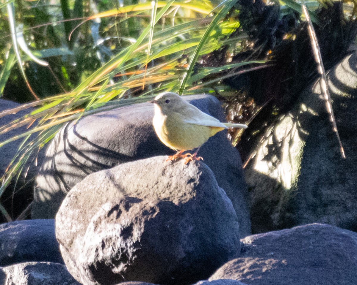 Palm Warbler - ML642864436