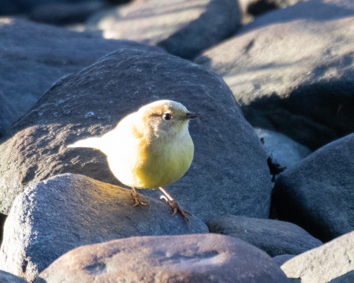 Palm Warbler - ML642864437