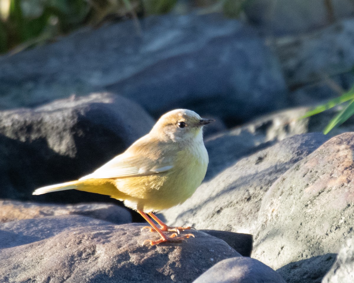 Palm Warbler - ML642864438