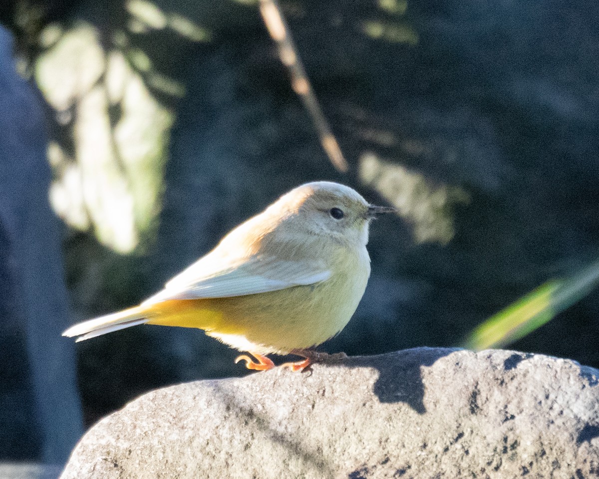 Palm Warbler - ML642864439