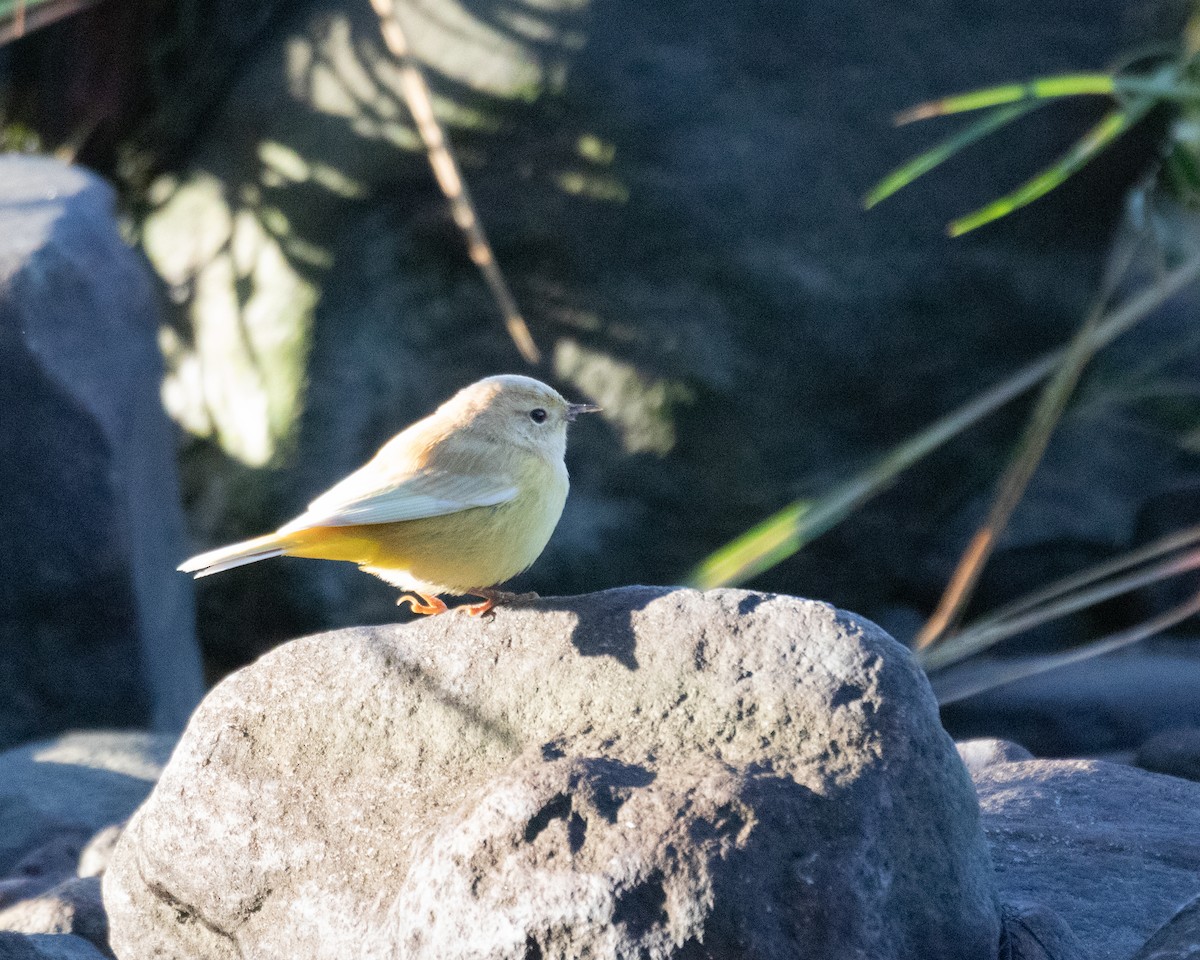 Palm Warbler - ML642864440