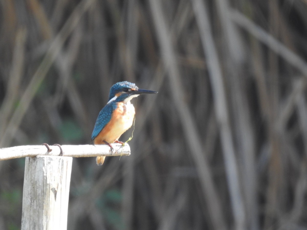 Martin-pêcheur d'Europe - ML642864446