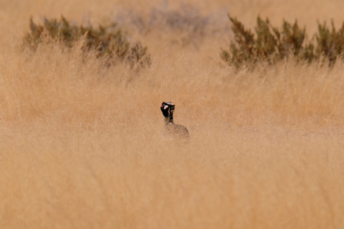 White-quilled Bustard - ML642864450