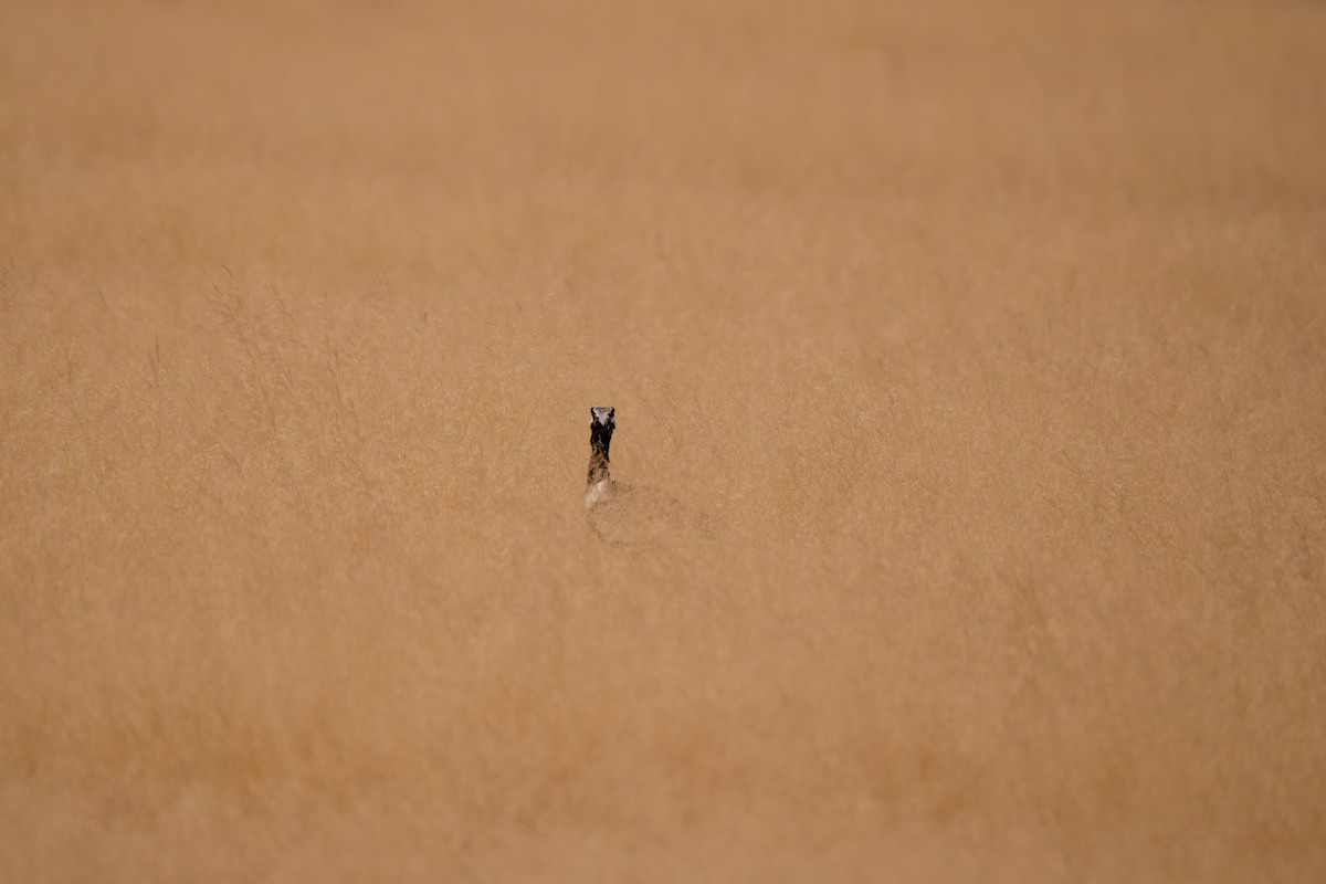 White-quilled Bustard - ML642864451