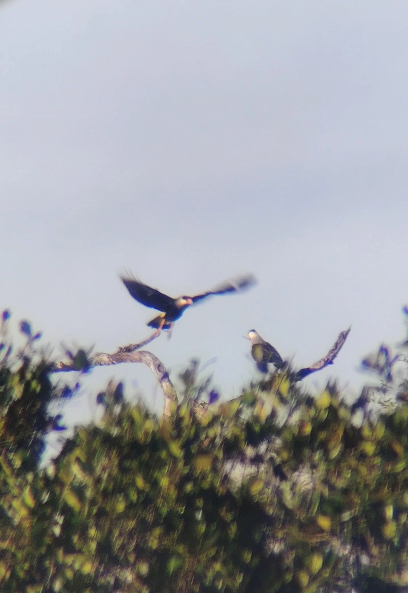Crested Caracara - ML642864455