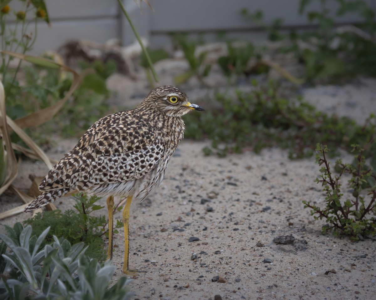 Spotted Thick-knee - ML642864464