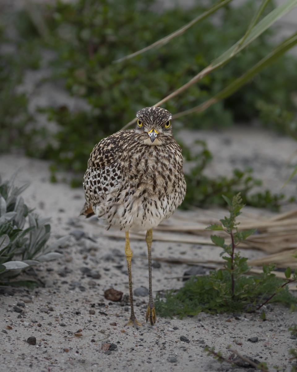 Spotted Thick-knee - ML642864465