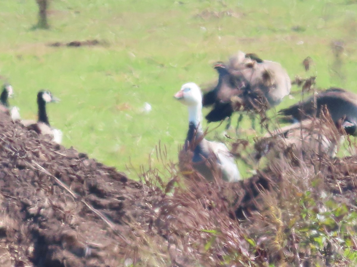 husa sněžní - ML642864468