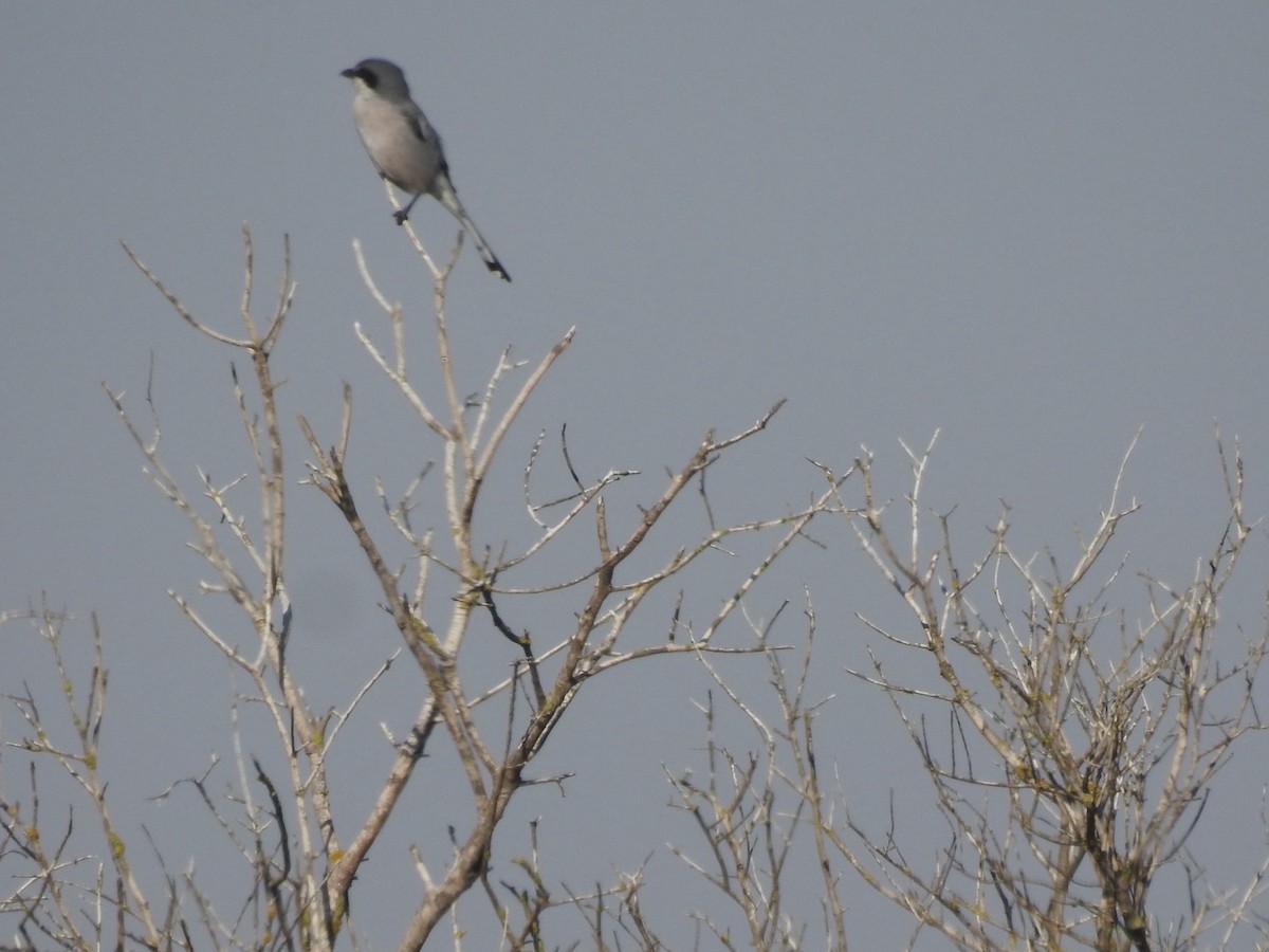 Iberian Gray Shrike - ML642864469
