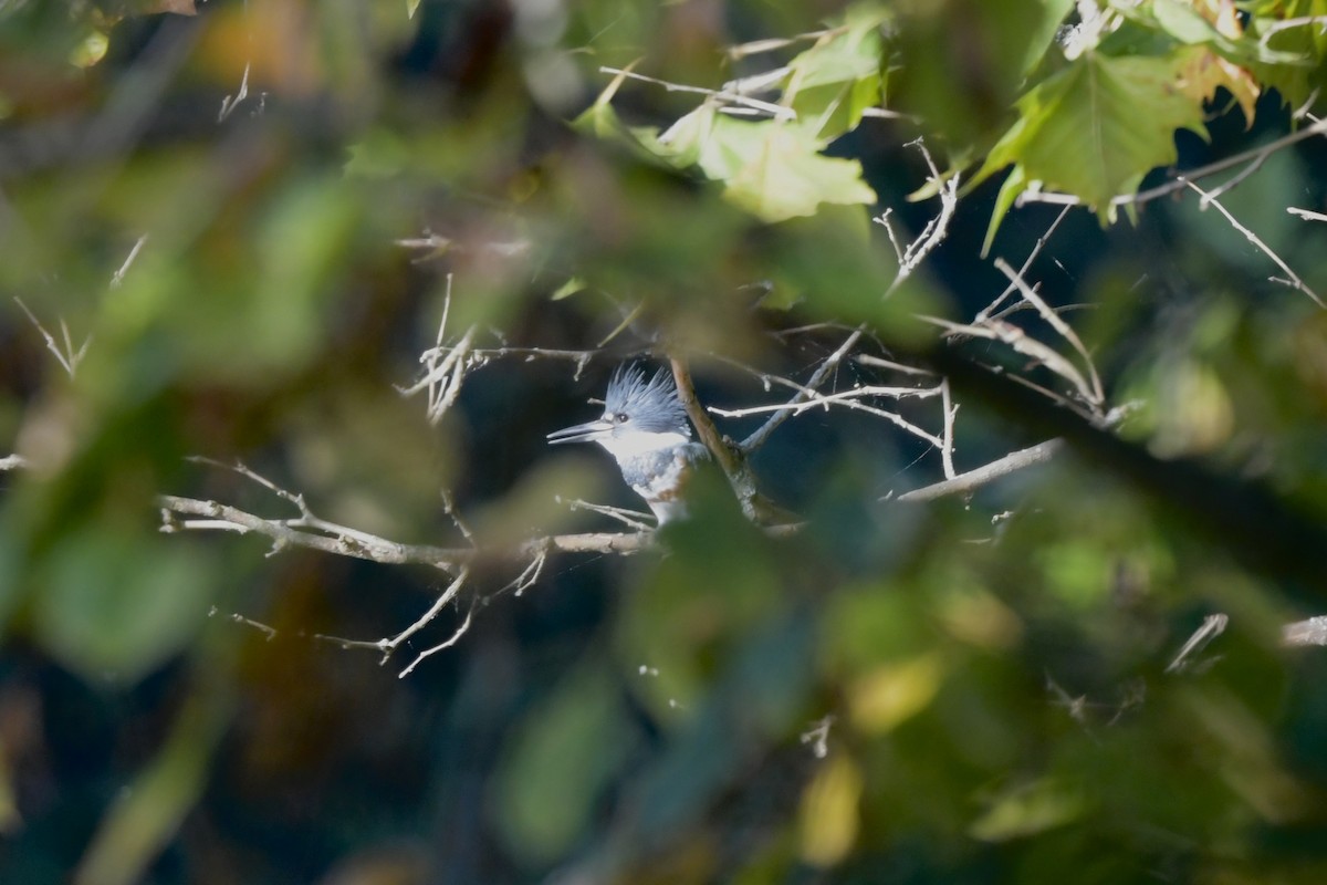Belted Kingfisher - ML642864489