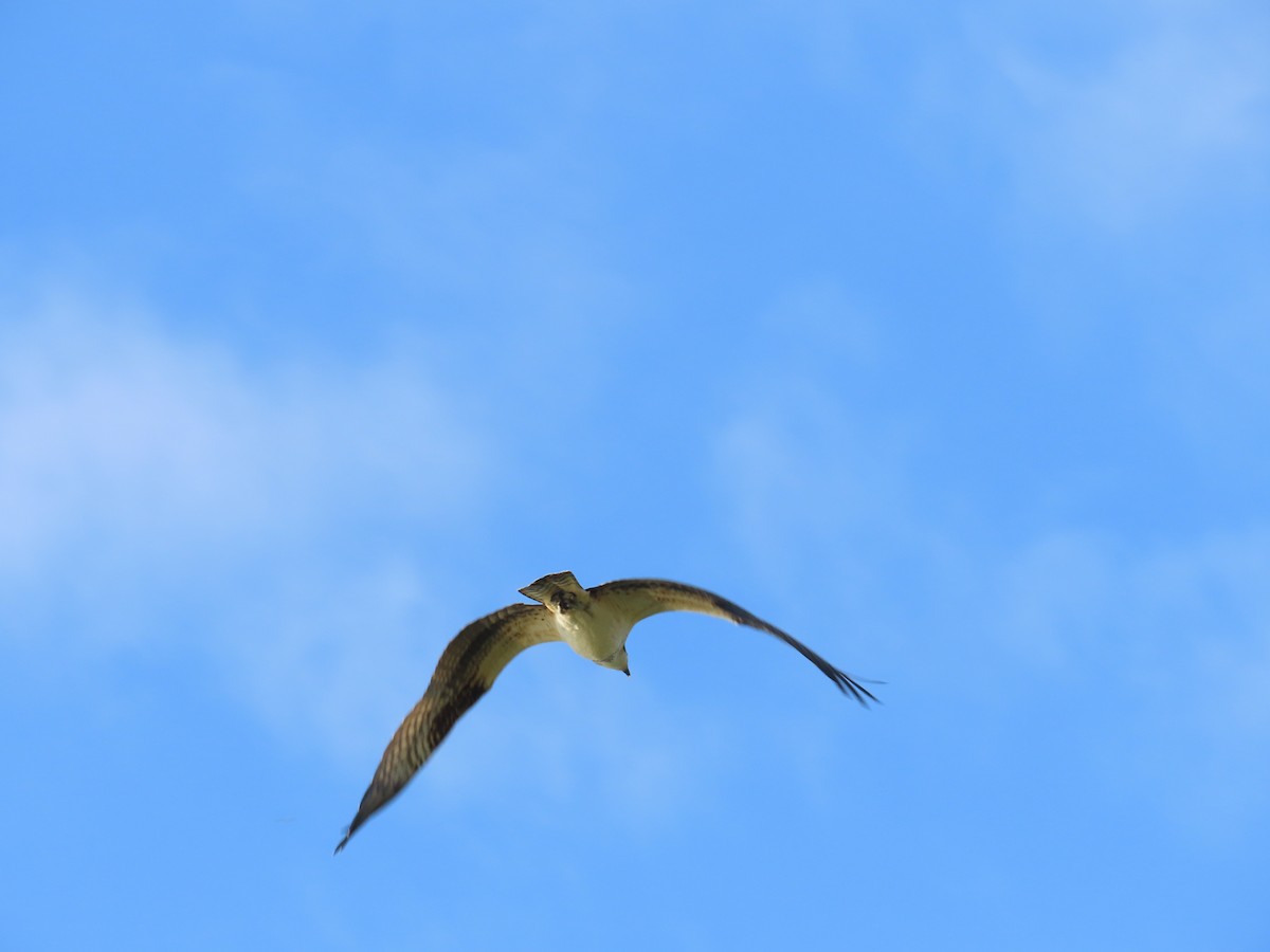 Osprey - ML642864496