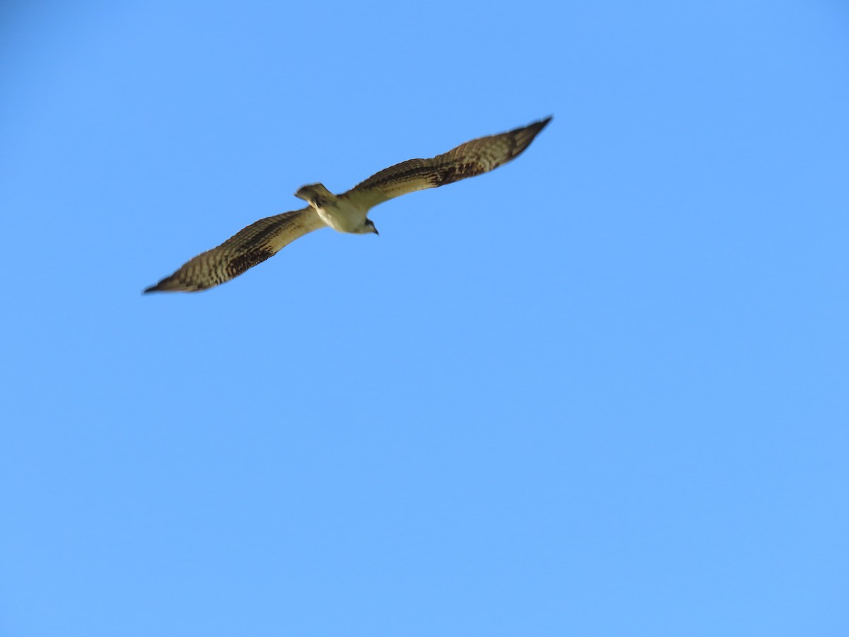 Osprey - ML642864500