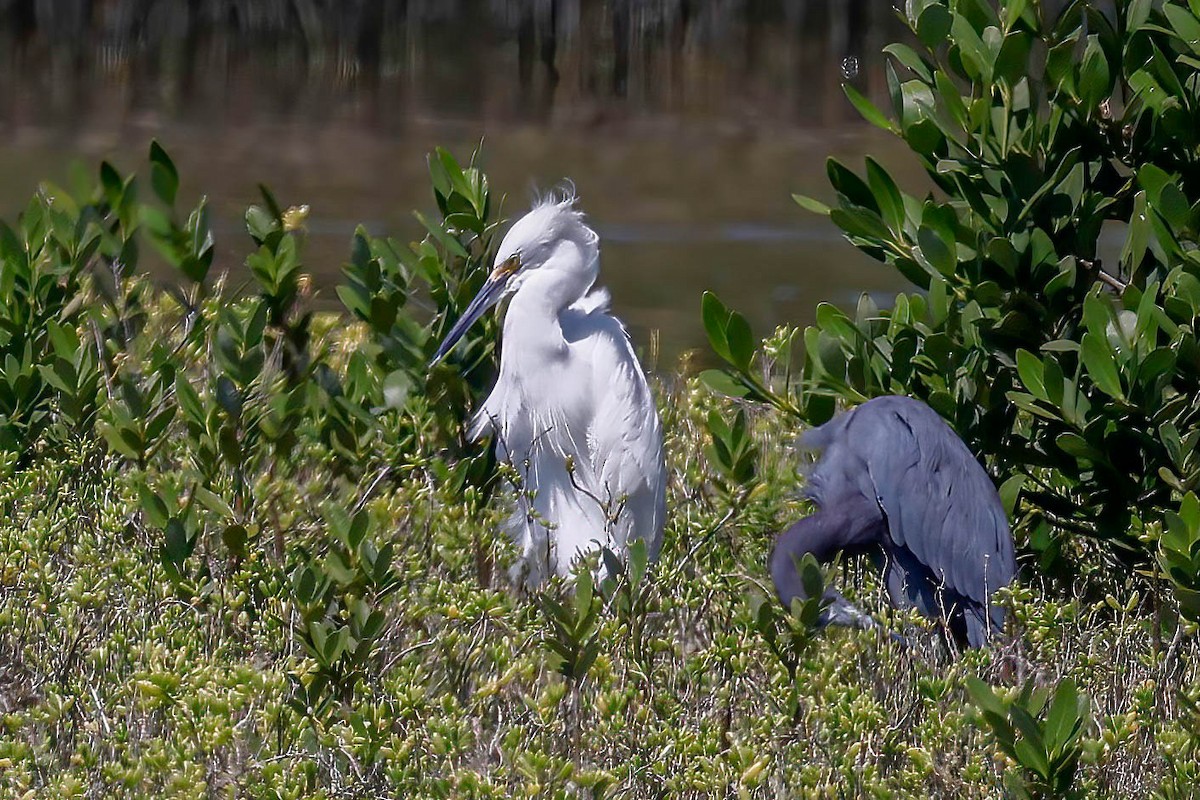 Snowy Egret - ML642864519