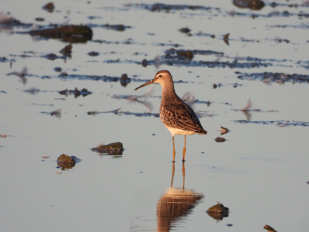 Stilt Sandpiper - ML642864520