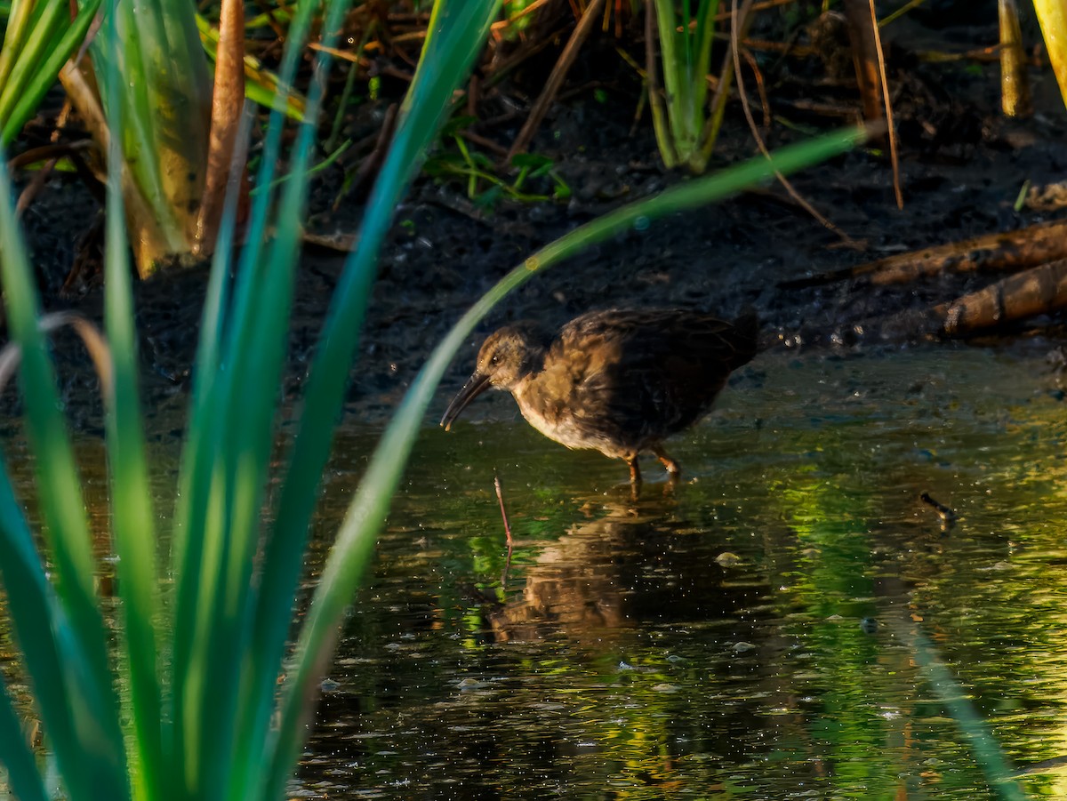 Virginia Rail - ML642864537