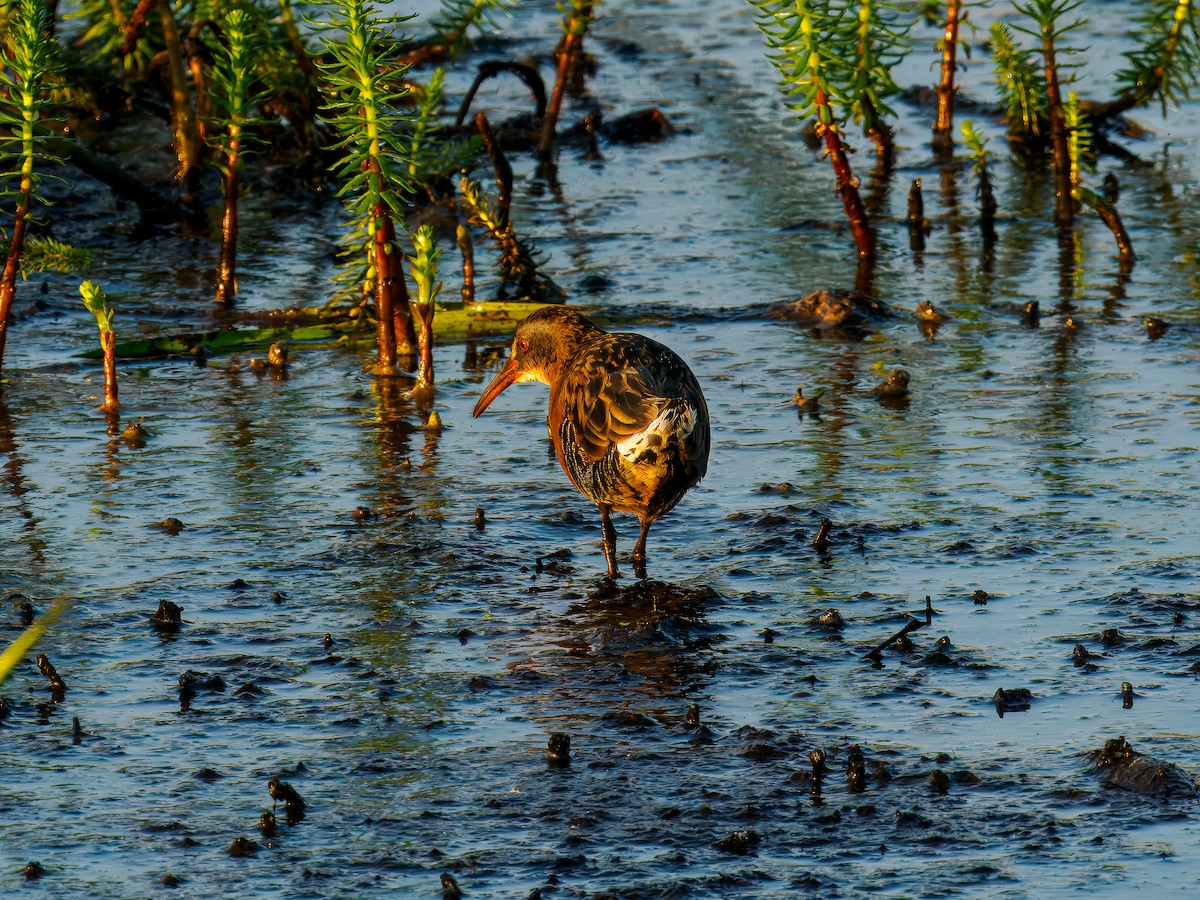 Virginia Rail - ML642864539