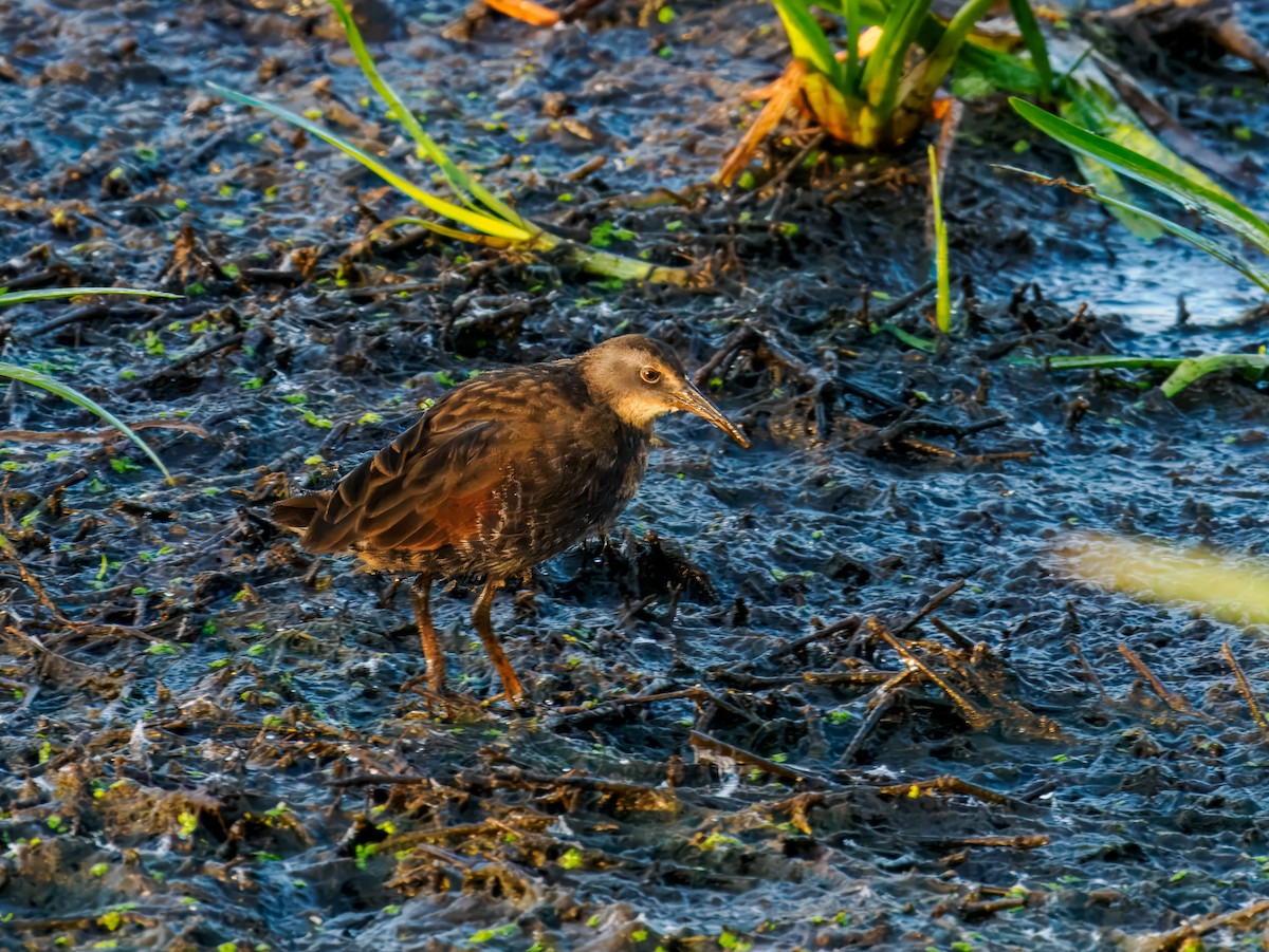 Virginia Rail - ML642864540