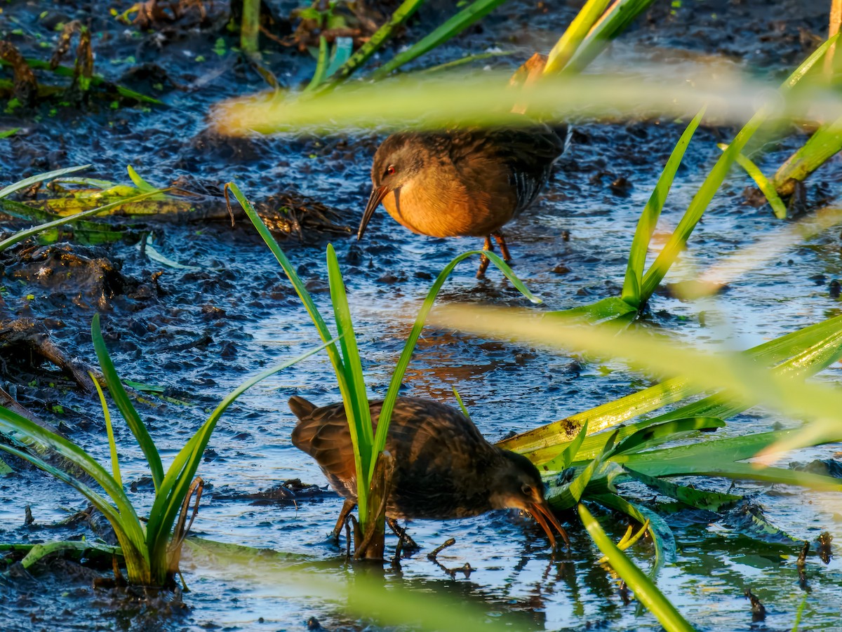 Virginia Rail - ML642864541