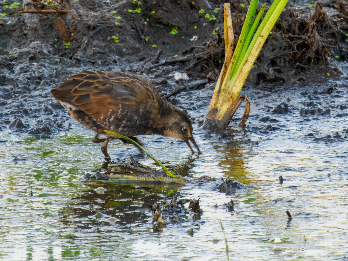 Virginia Rail - ML642864542