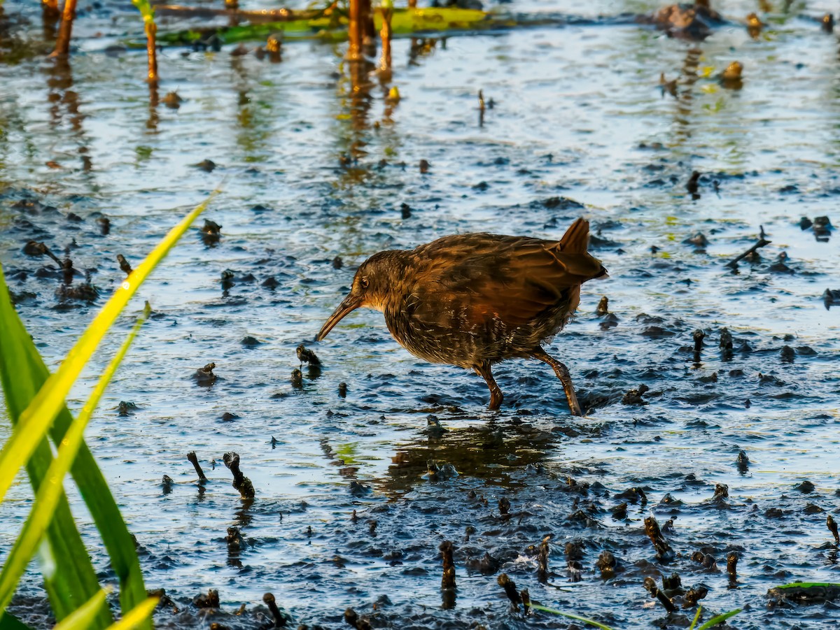 Virginia Rail - ML642864543