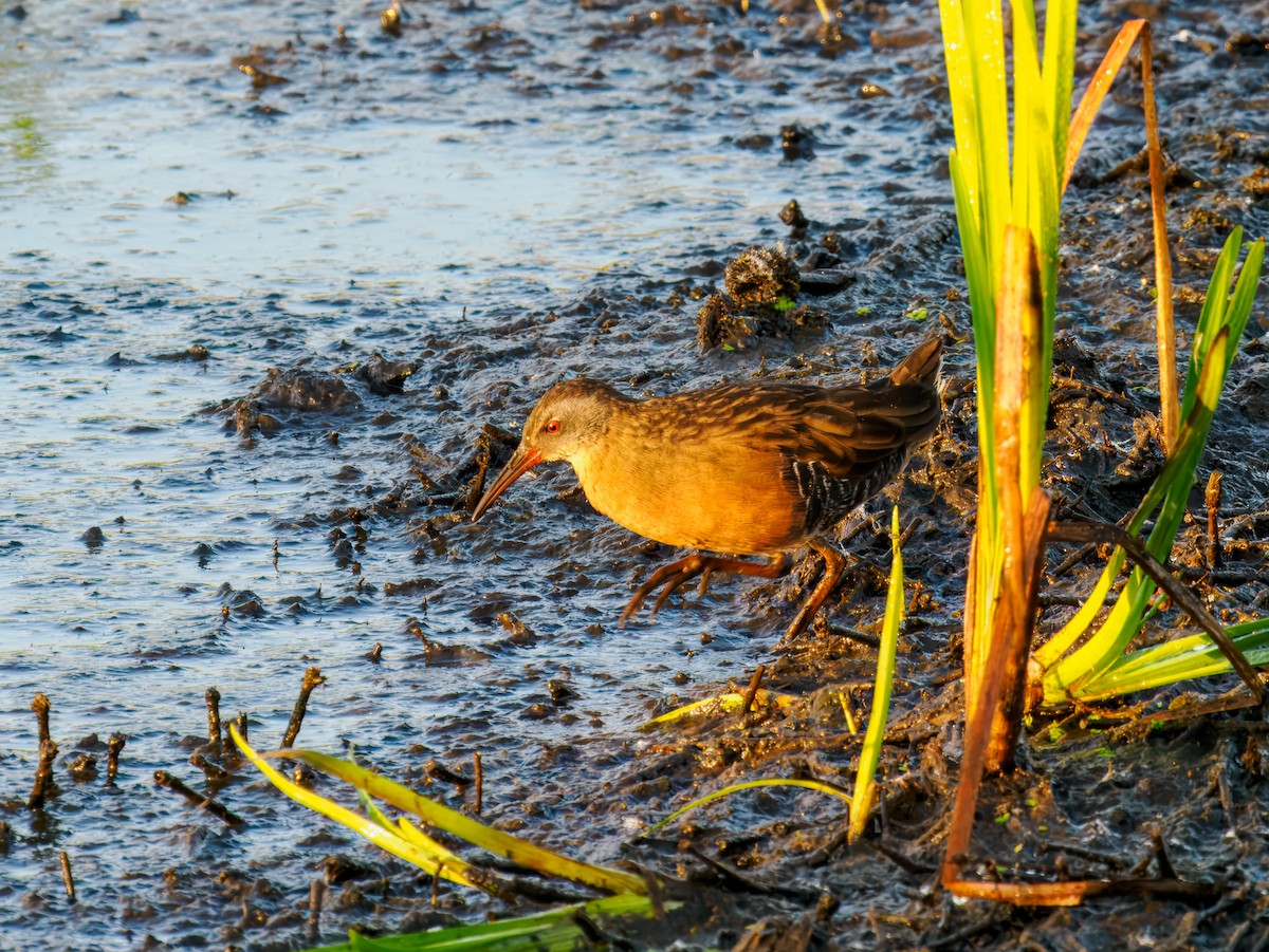 Virginia Rail - ML642864545