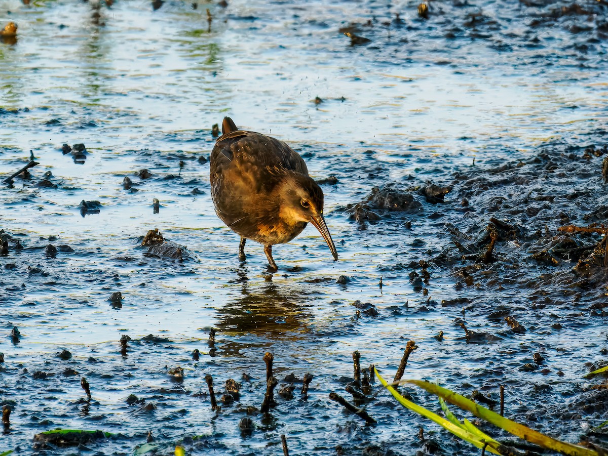 Virginia Rail - ML642864546