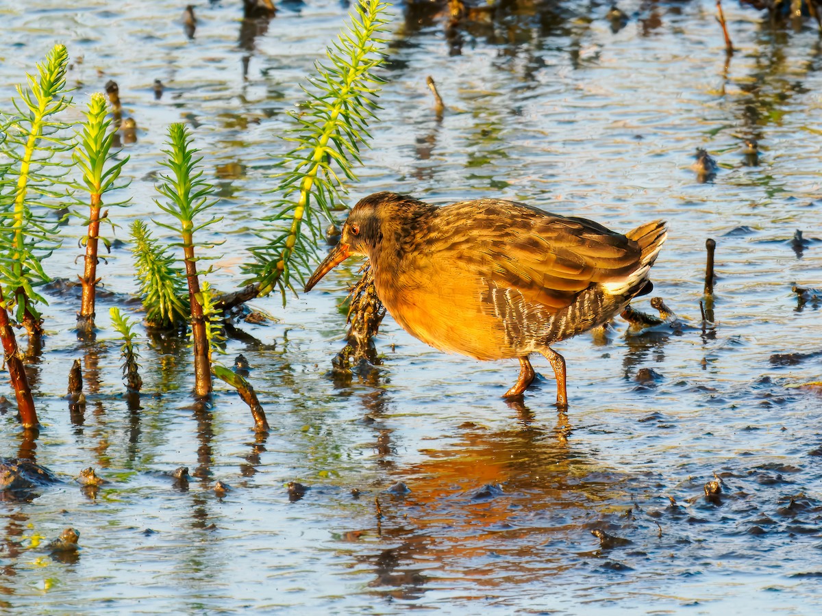 Virginia Rail - ML642864547