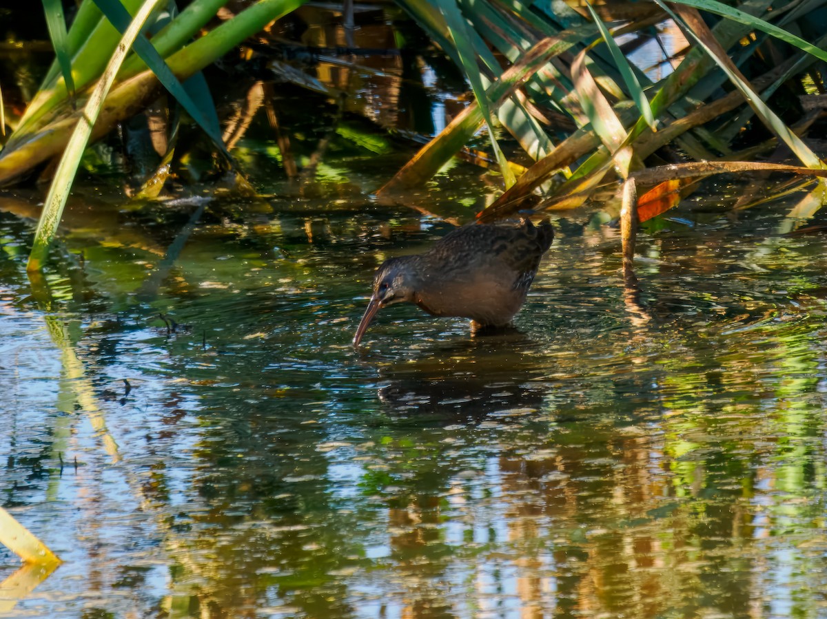 Virginia Rail - ML642864548