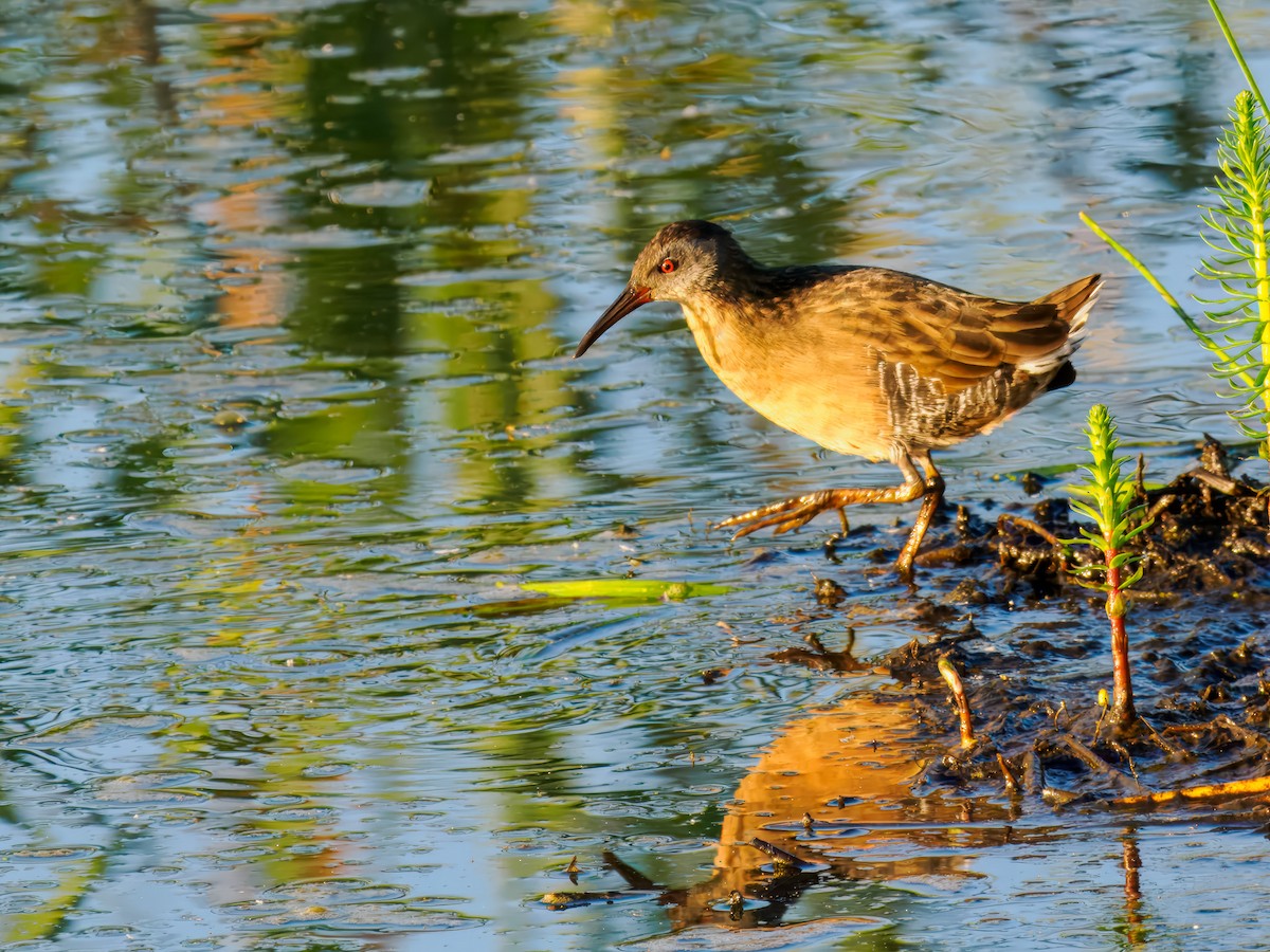 Virginia Rail - ML642864549