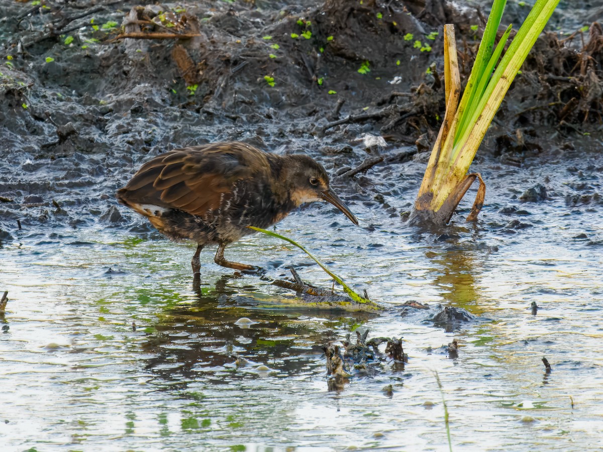 Virginia Rail - ML642864551