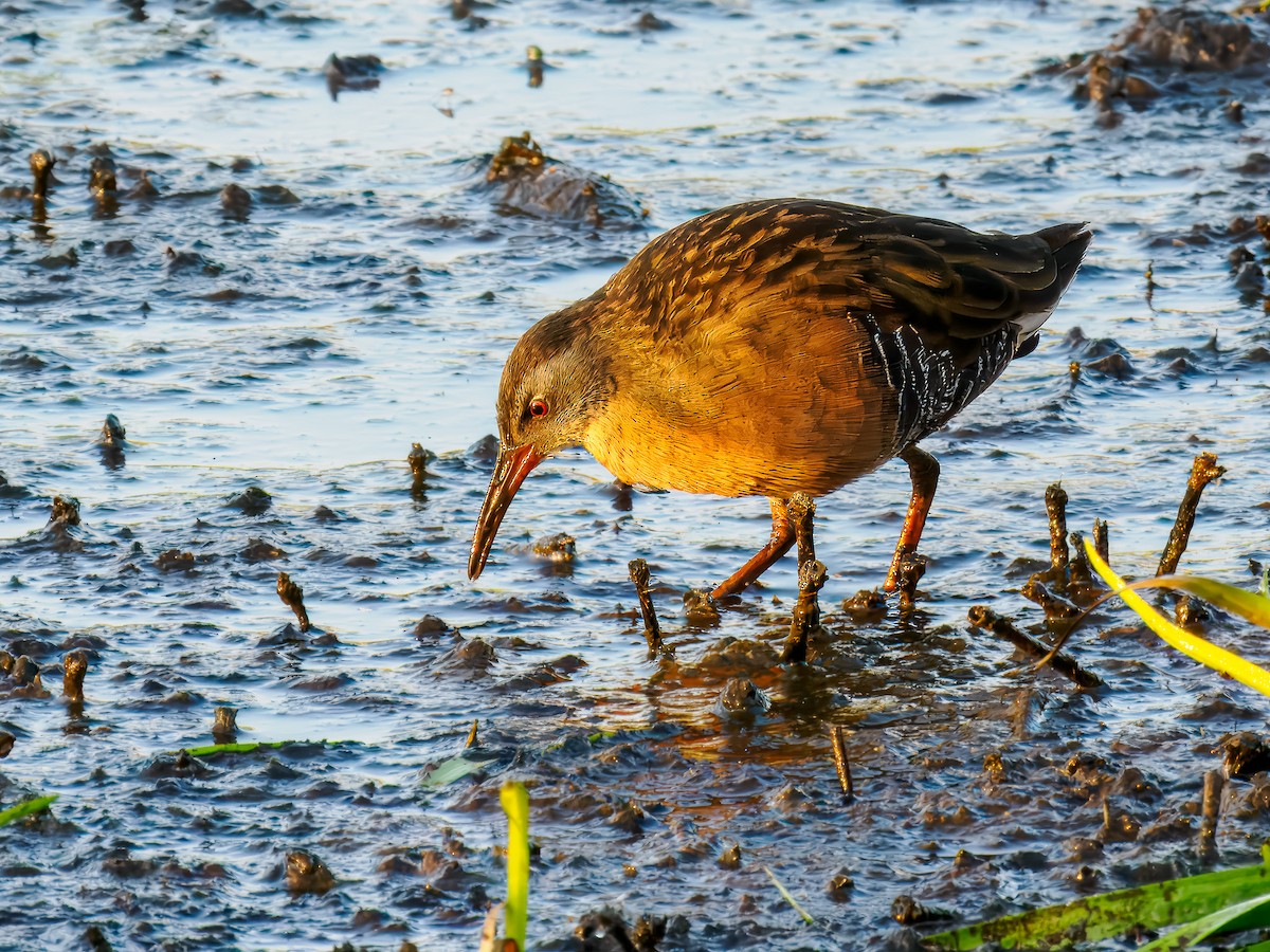 Virginia Rail - ML642864552