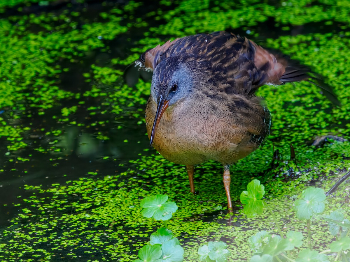 Virginia Rail - ML642864553