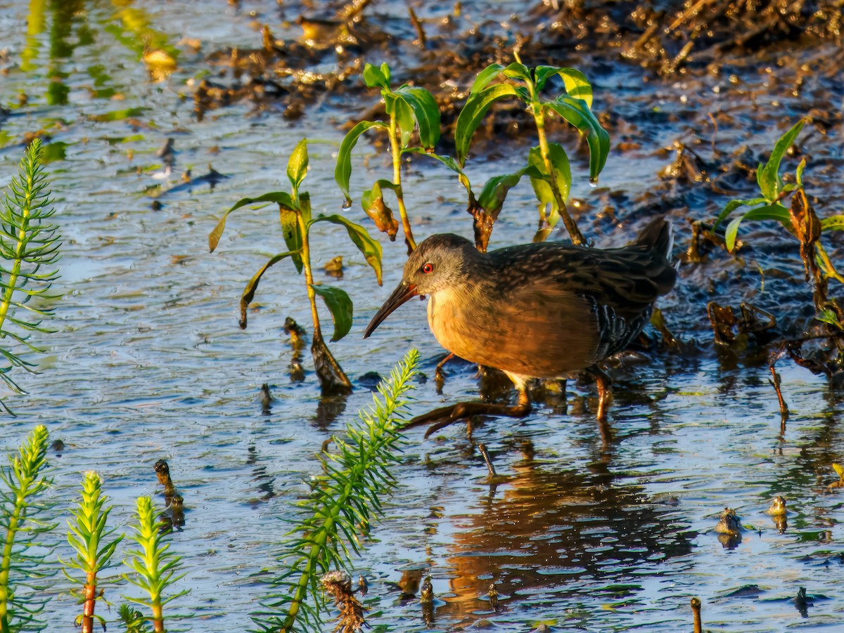 Virginia Rail - ML642864554
