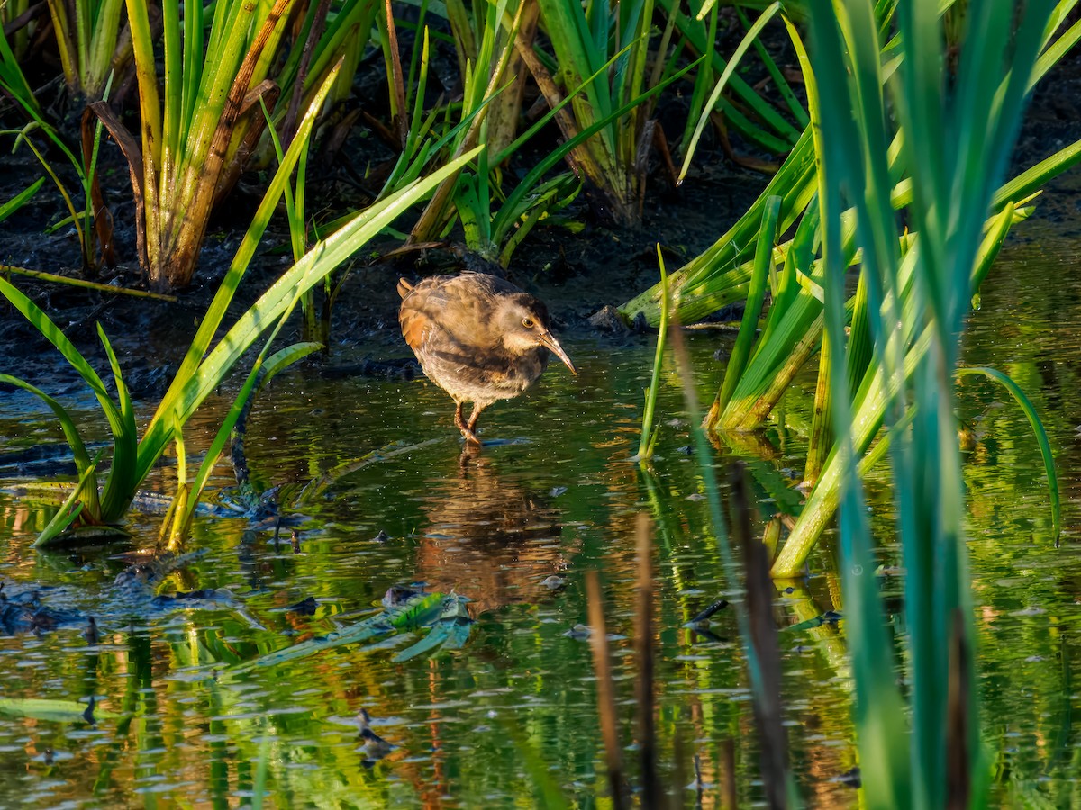 Virginia Rail - ML642864555