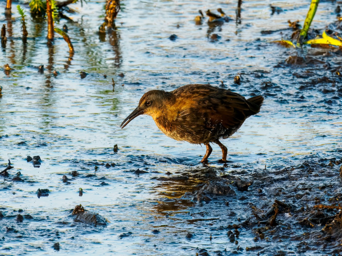 Virginia Rail - ML642864556