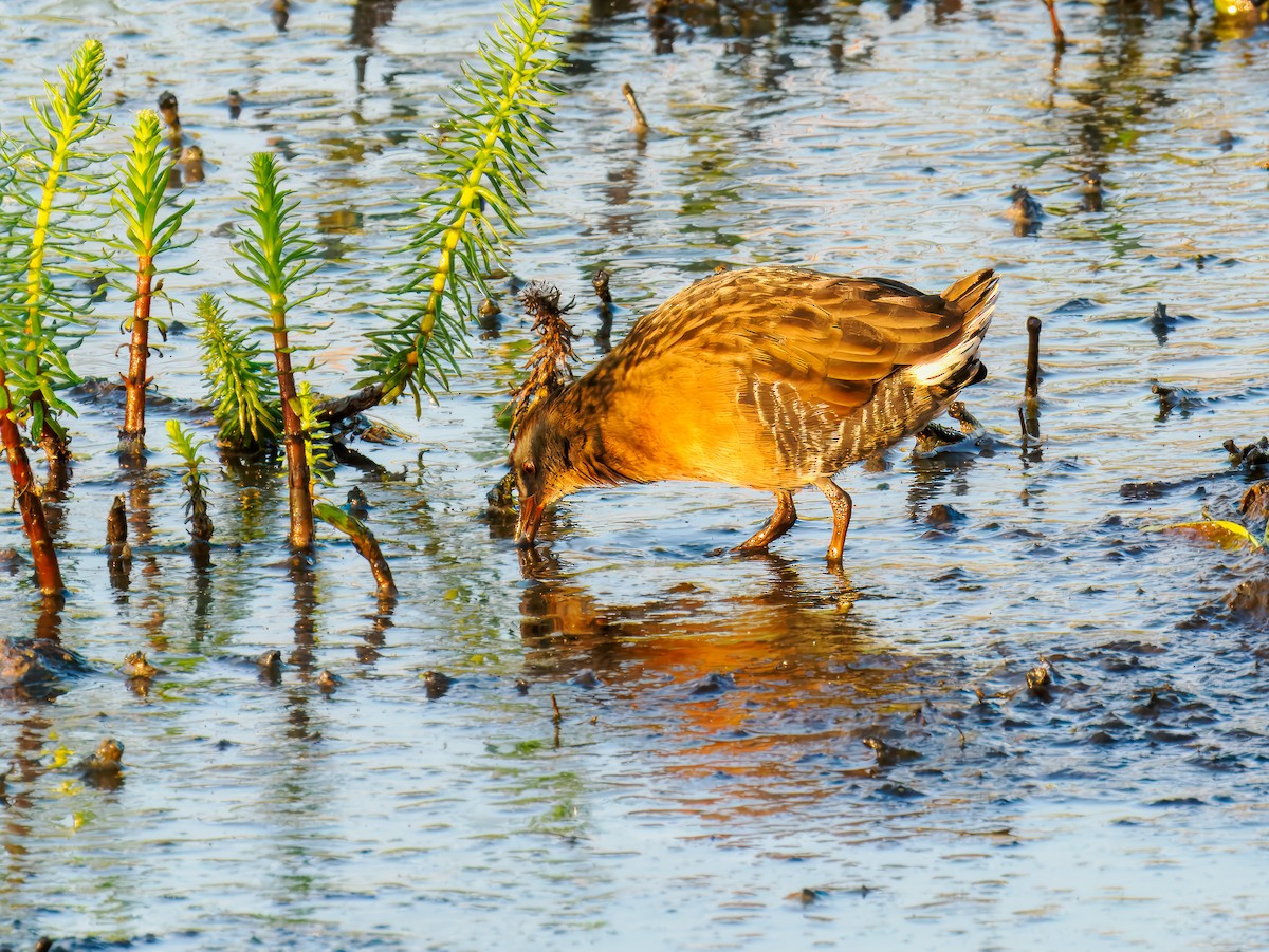 Virginia Rail - ML642864557