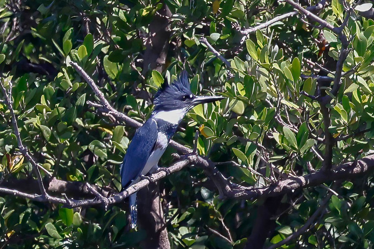 Belted Kingfisher - ML642864559