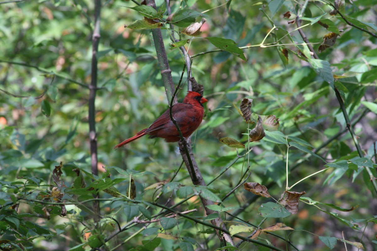 Northern Cardinal - ML642864577