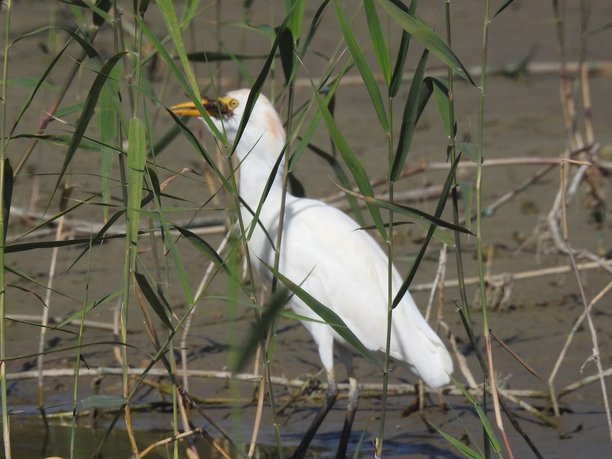 Western Cattle-Egret - ML642864588